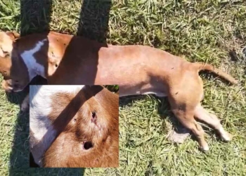 pitbull