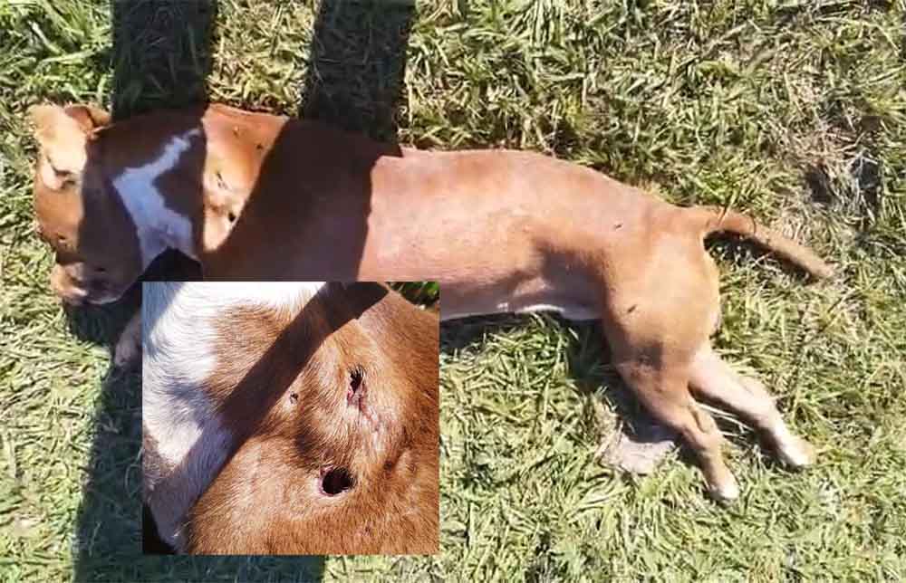 pitbull