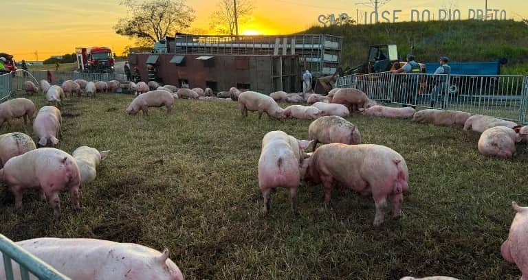 Carreta com 200 porcos tomba; dezenas morrem e 126 são resgatados porcos