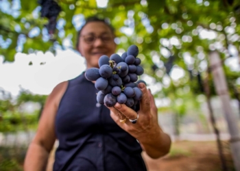 produtores de uva em Aracatuba