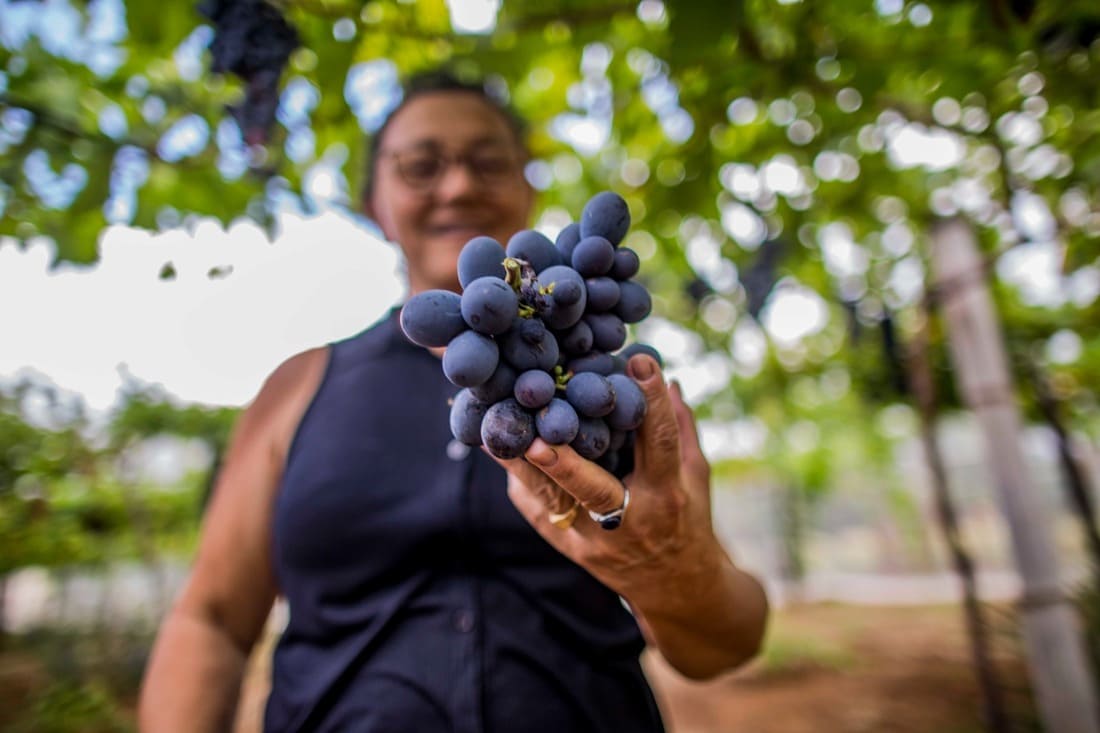 Prefeitura promove capacitação para fortalecer turismo rural em Araçatuba produtores de uva em Aracatuba