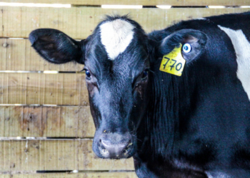 vaca