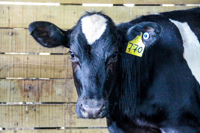 vaca