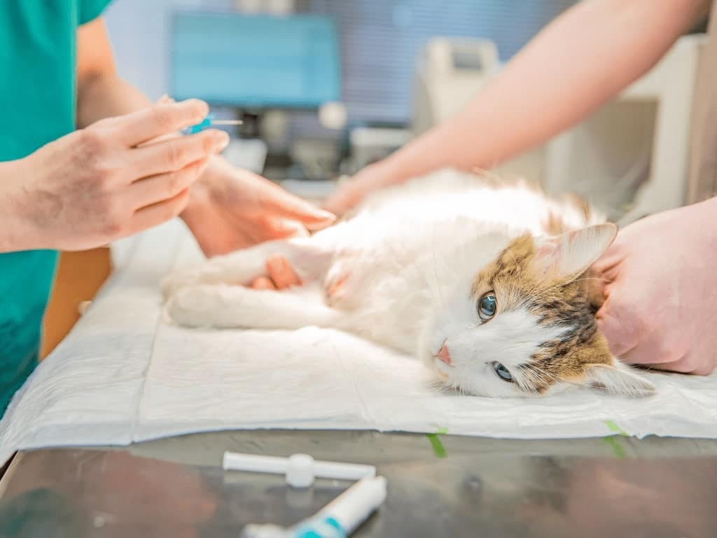 Última semana para cadastrar gatos no mutirão de castração em Buritama Gatos castra