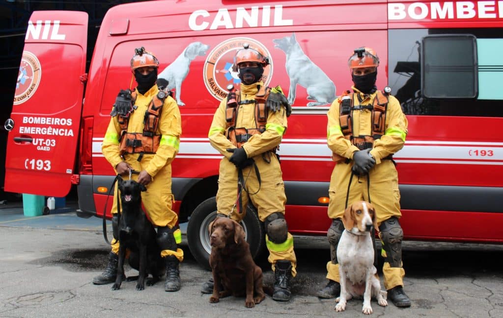 Heróis: saiba como é o treinamento dos cães de resgate enviados à Venezuela O batalhão do Corpo de Bombeiros tem hoje um efetivo de 4 cães prontos e 3 em formação. Foto: Divulgação/Governo de SP