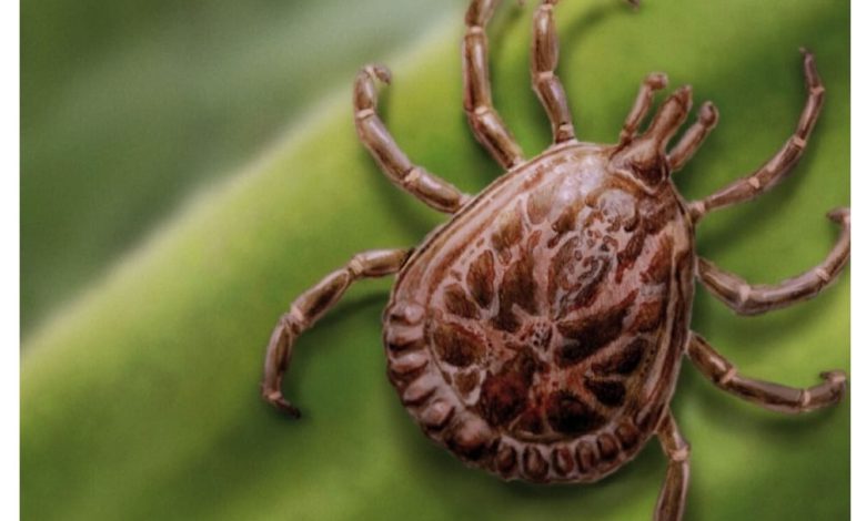 Estado de SP registra 10 mortes por febre maculosa e faz alerta à população carrapato febre maculosa