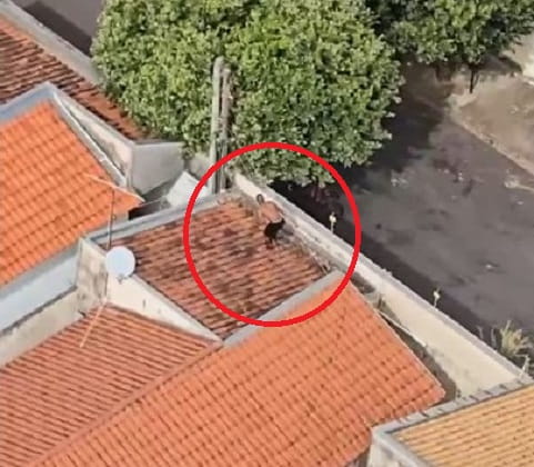 Águia ajuda PM a prender suspeitos de furto qualificado em Araçatuba; vídeo Homem foi localizado pelo helicóptero Águia da PM de Araçatuba