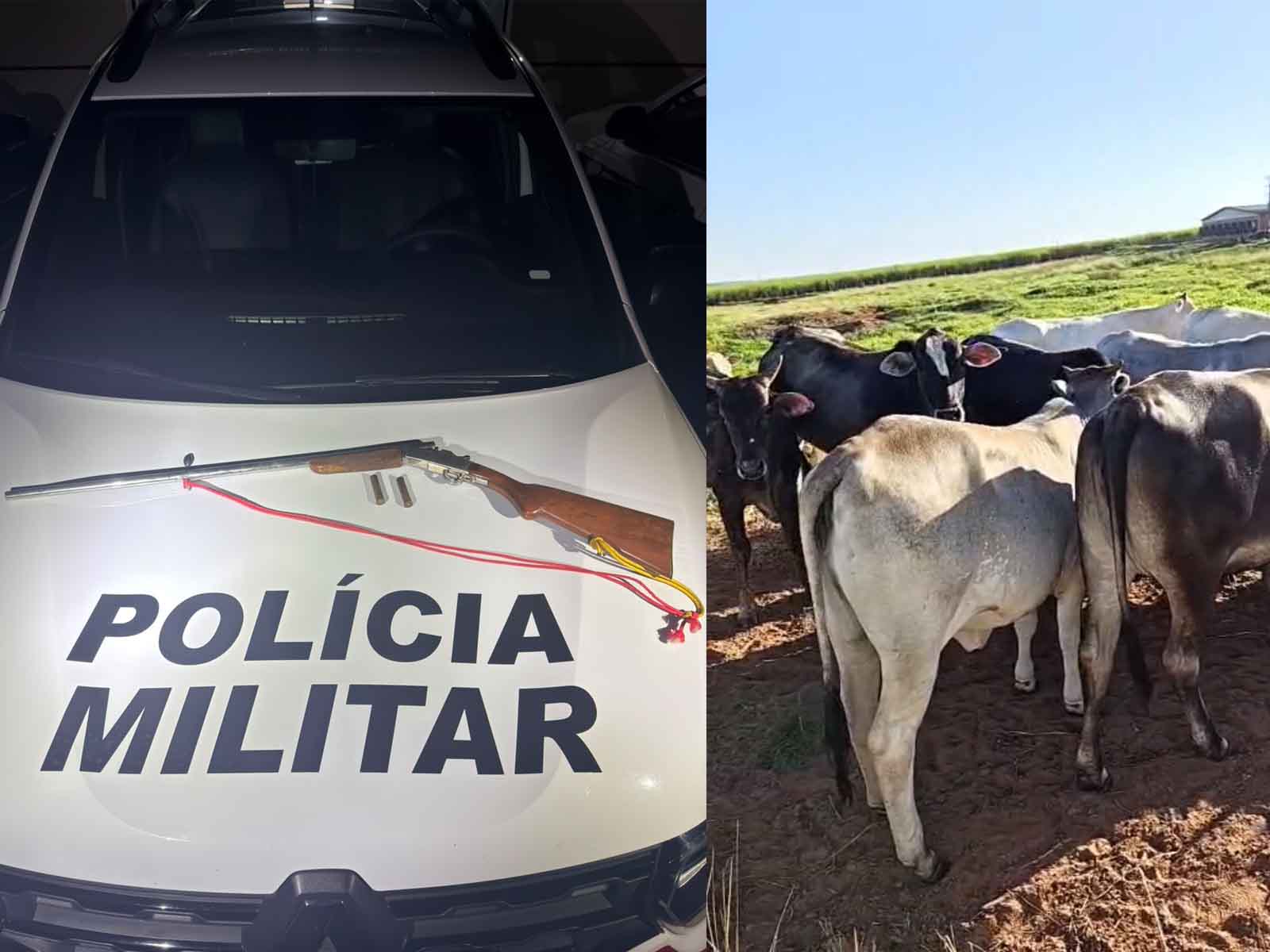 furto de gado