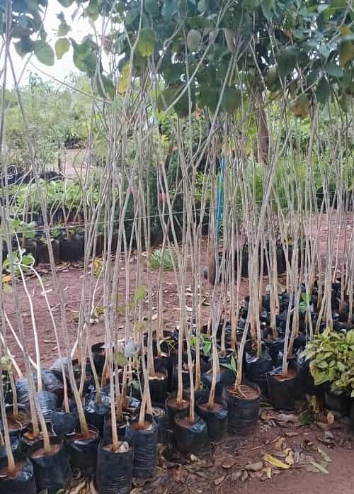 Praça de Araçatuba ganhará 15 árvores nativas em ação ambiental neste sábado mudas IpeBranco
