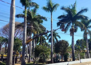 pameiras barbeiro guararap