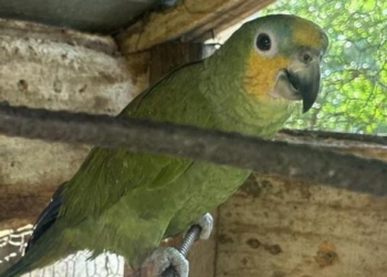papagaio ambiental