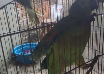 papagaio multa birig
