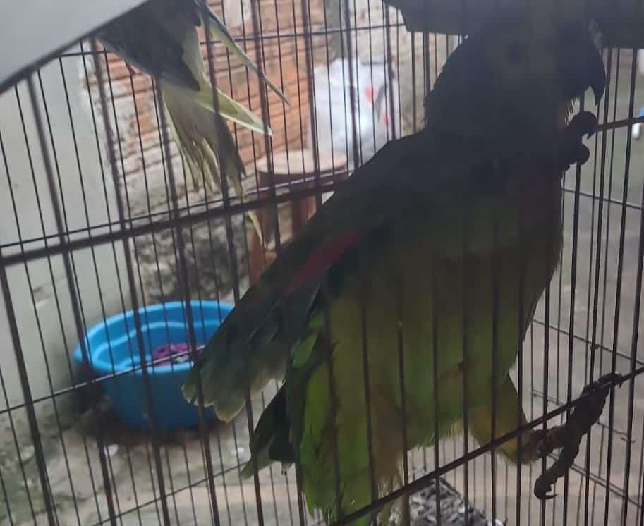papagaio multa birig