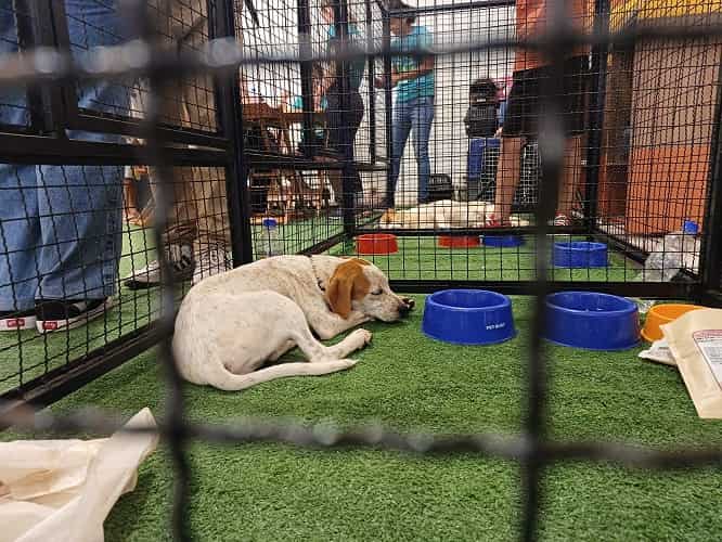 Cães e gatos esperam um novo lar em feira de adoção em Araçatuba Divulgação
