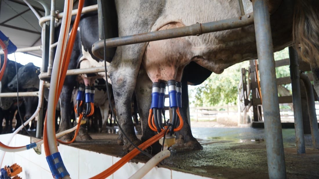 vaca em ordenha com máquina