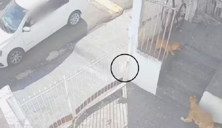 Justiça condena idoso por envenenar e matar cinco cães em Jales veneno caes Jales