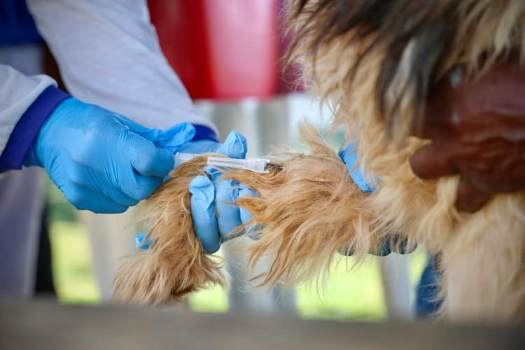 Semana de combate à leishmaniose terá exames em cães em Guararapes Leishmaniose