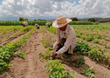agricultura familiar og