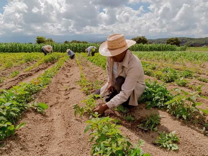 Último dia: prazo para declaração do ITR termina nesta quarta agricultura familiar og