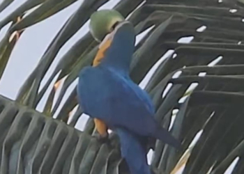 arara caninde