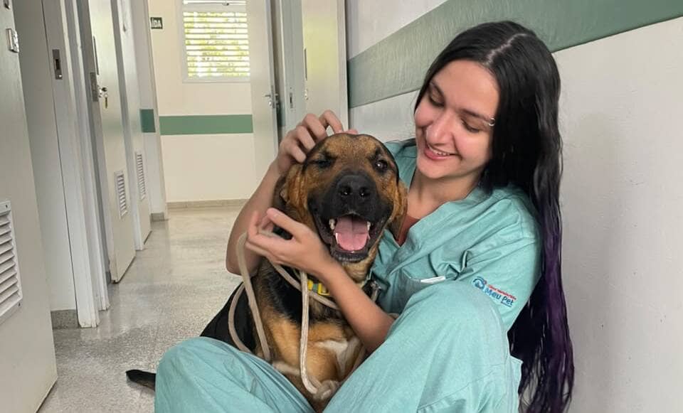 Cão atendido em estado grave na na Clínica Meu Pet se recupera e aguarda adoção cao federal