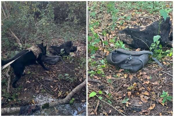 Cão farejador encontra corpo de estudante de 17 anos desaparecido no interior de SP Foto: Baep/Divulgação