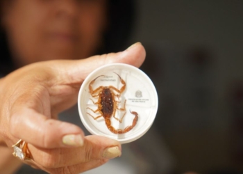 Espécie escorpião-amarelo (Tityus serrulatus), o mais venenoso (Foto: Divulgação/Prefeitura de Araçatuba)