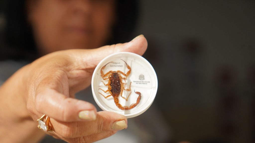 Bebê de 1 ano morre após suspeita de picada de escorpião no interior de SP Espécie escorpião-amarelo (Tityus serrulatus), o mais venenoso (Foto: Divulgação/Prefeitura de Araçatuba)