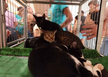 feira de adocao pet