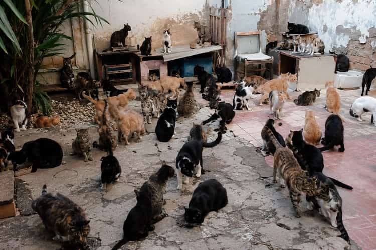 Justiça manda tutora reduzir número de gatos após reclamações de vizinhos Imagem ilustrativa gerada por IA