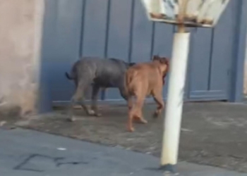 pit bull caes