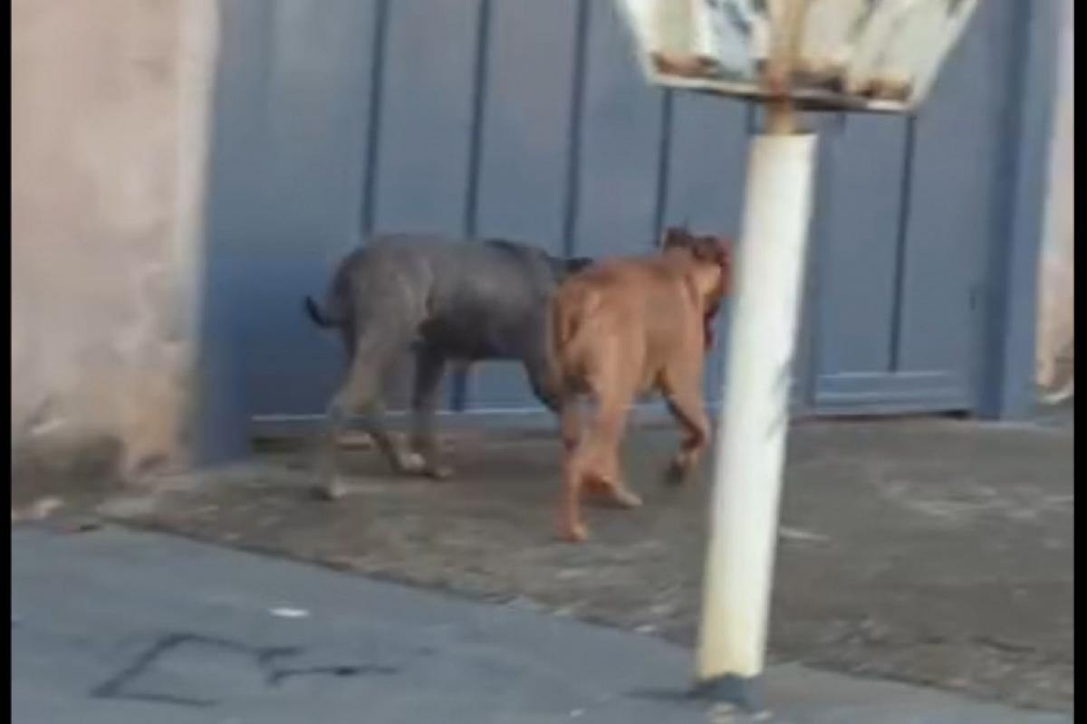Criança de 7 anos e mulher são atacadas por cães no interior de SP pit bull caes