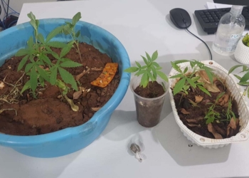 PM prende homem com quatro pés de maconha e porção da droga planta cannabis