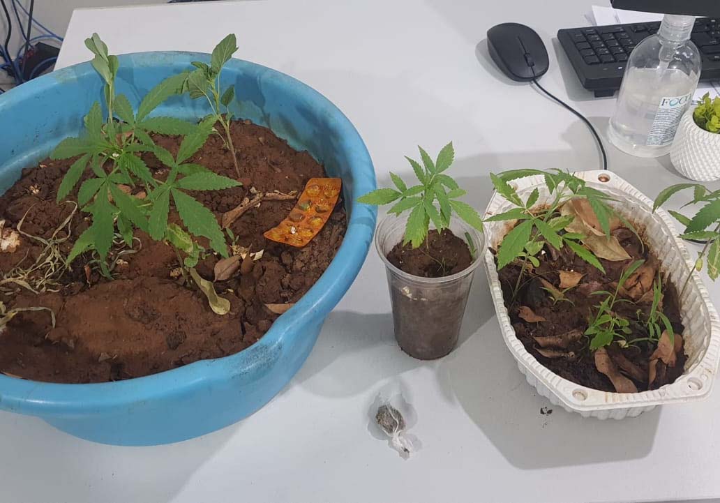 PM prende homem com quatro pés de maconha e porção da droga planta cannabis