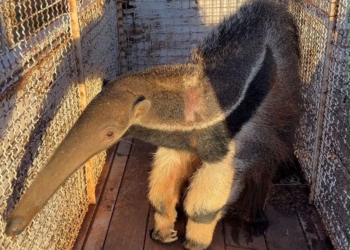 tamandua resgatado em Buritama