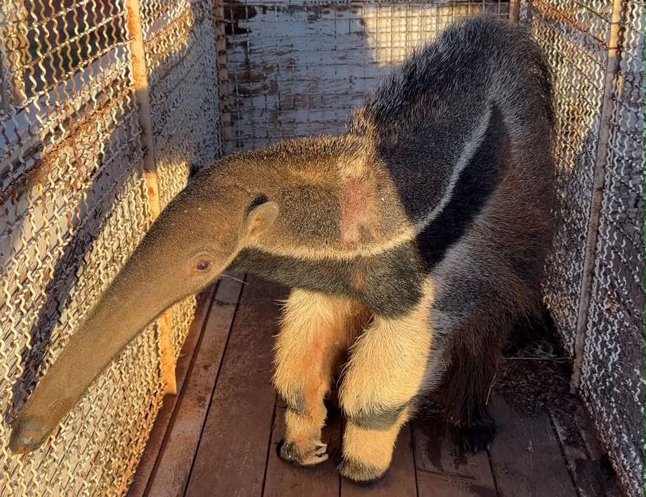 tamandua resgatado em Buritama