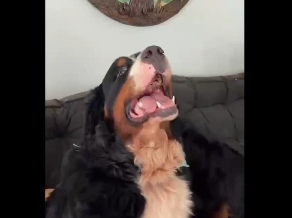 Laudo aponta golpe de calor como causa da morte de cão em Araçatuba Cão Aquiles morreu em Araçatuba e polícia apura o caso (Foto: Reprodução de vídeo)
