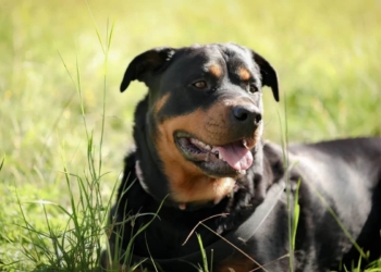 closeup rottweiler dog