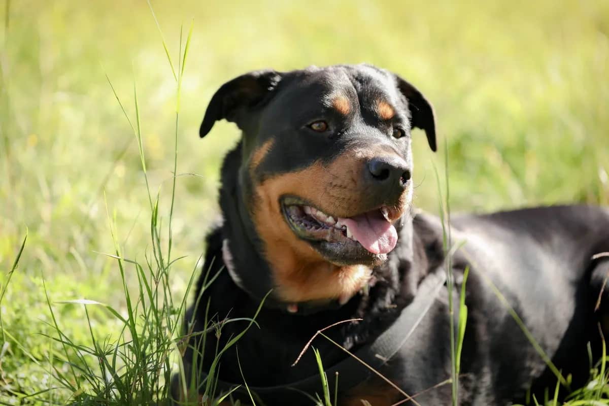 Idosa de 73 anos é atacada por dois rottweilers e perde as duas orelhas closeup rottweiler dog