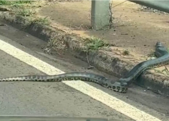 Foto: Polícia Militar Ambiental