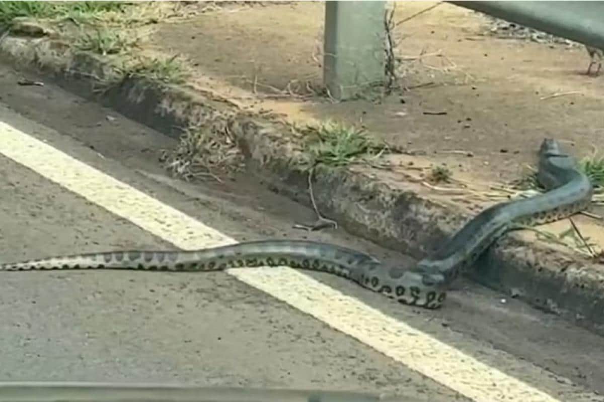 Foto: Polícia Militar Ambiental