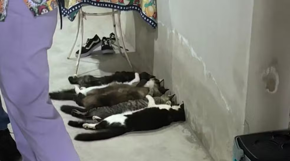 Foto: Polícia Civil
