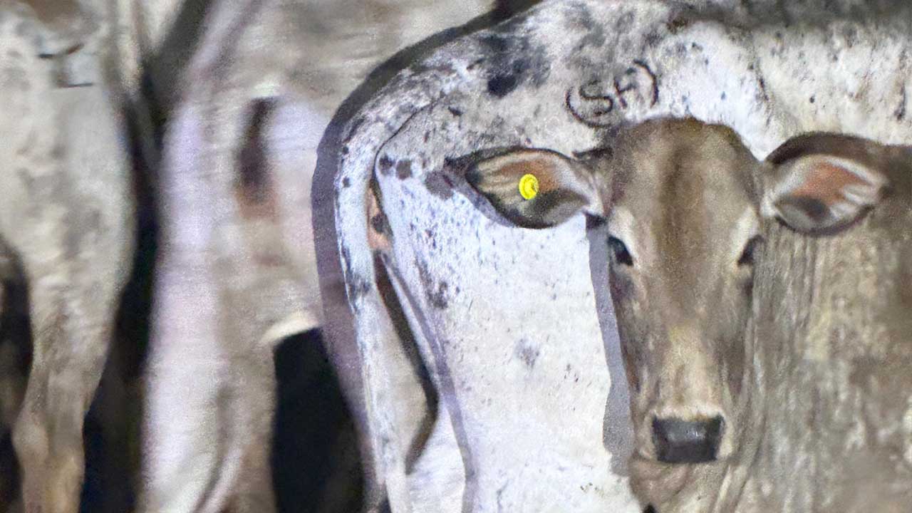 PM recupera 40 cabeças de gado furtadas em Goiás e localizadas em Guzolândia gado furtado