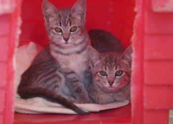 gatos pet