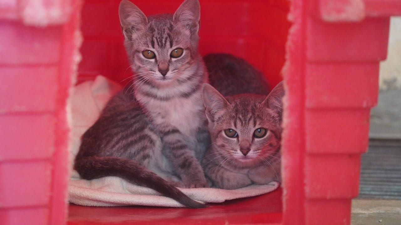 Castramóvel amplia atendimento e chega a 12 bairros de Andradina gatos pet