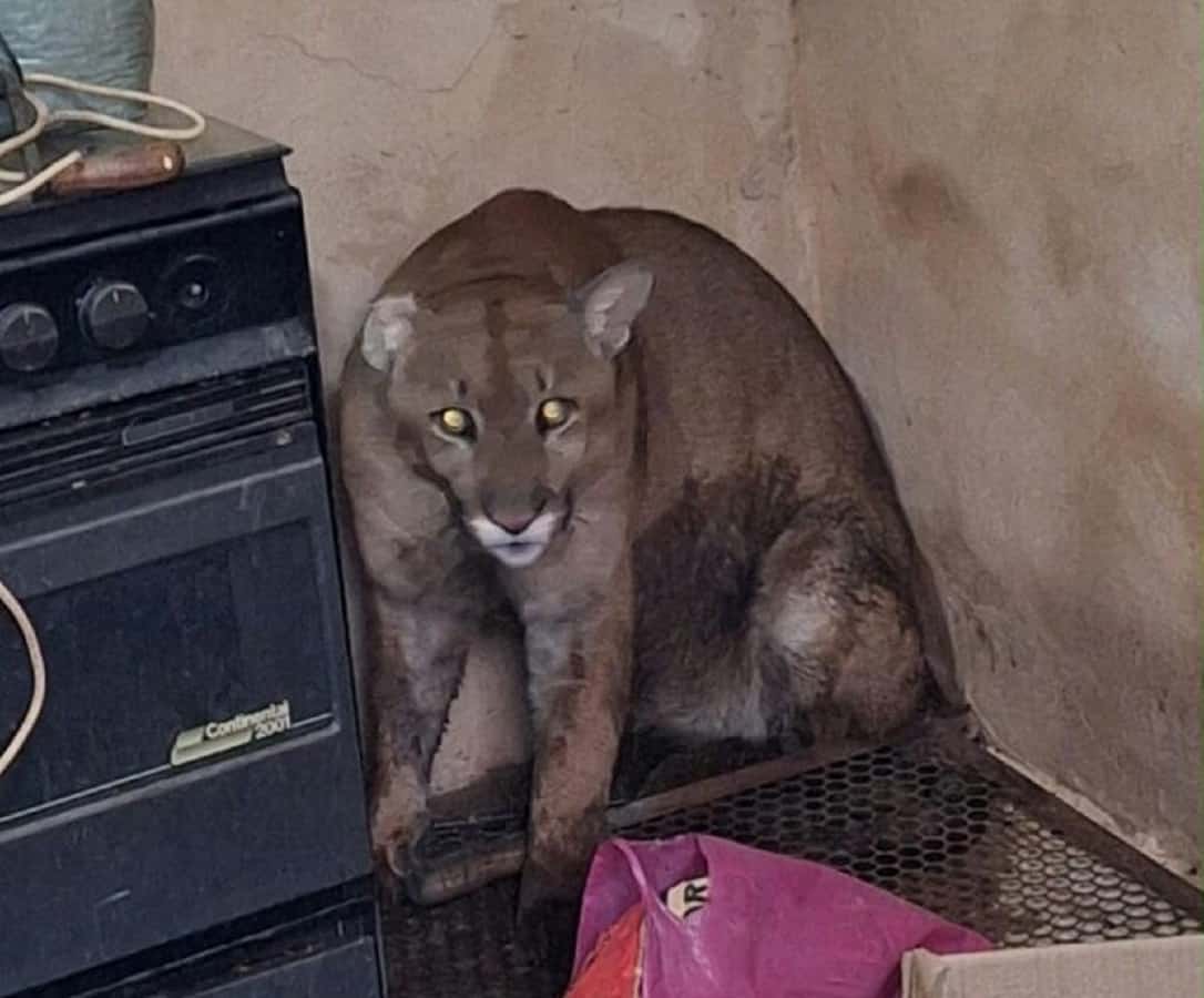 Onça-parda é encontrada dentro de casa e mobiliza resgate em Birigui Imagem: Corpo de Bombeiros