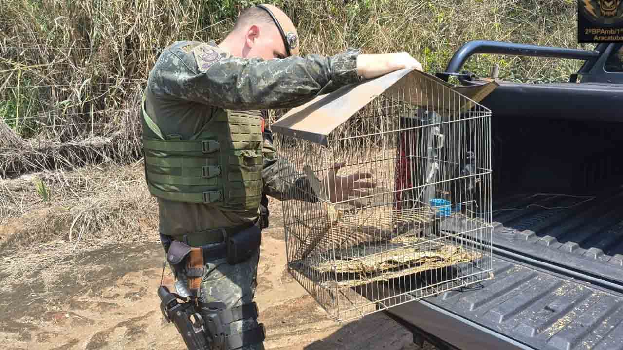 Homem é multado por manter pássaro silvestre em cativeiro em Glicério policia ambiental