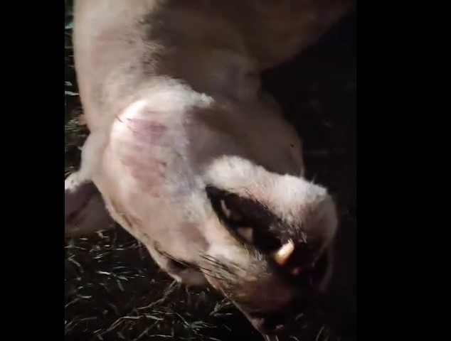 Onça-parda é encontrada morta após ser atropelada em rodovia de Araçatuba print onca
