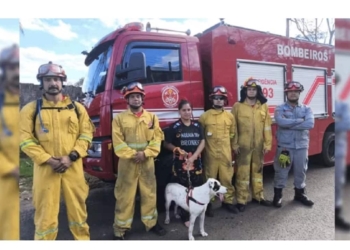 resgate cao bombeiros