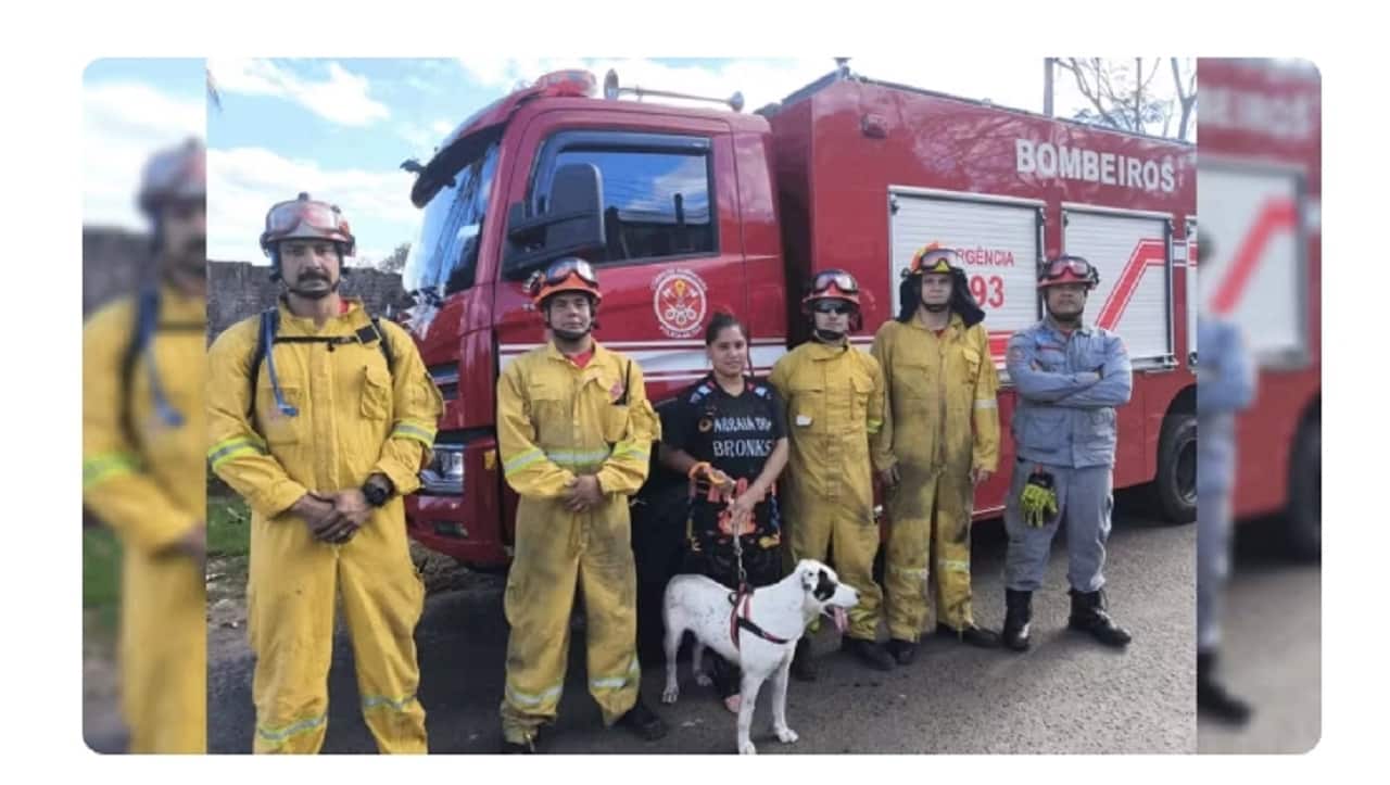resgate cao bombeiros